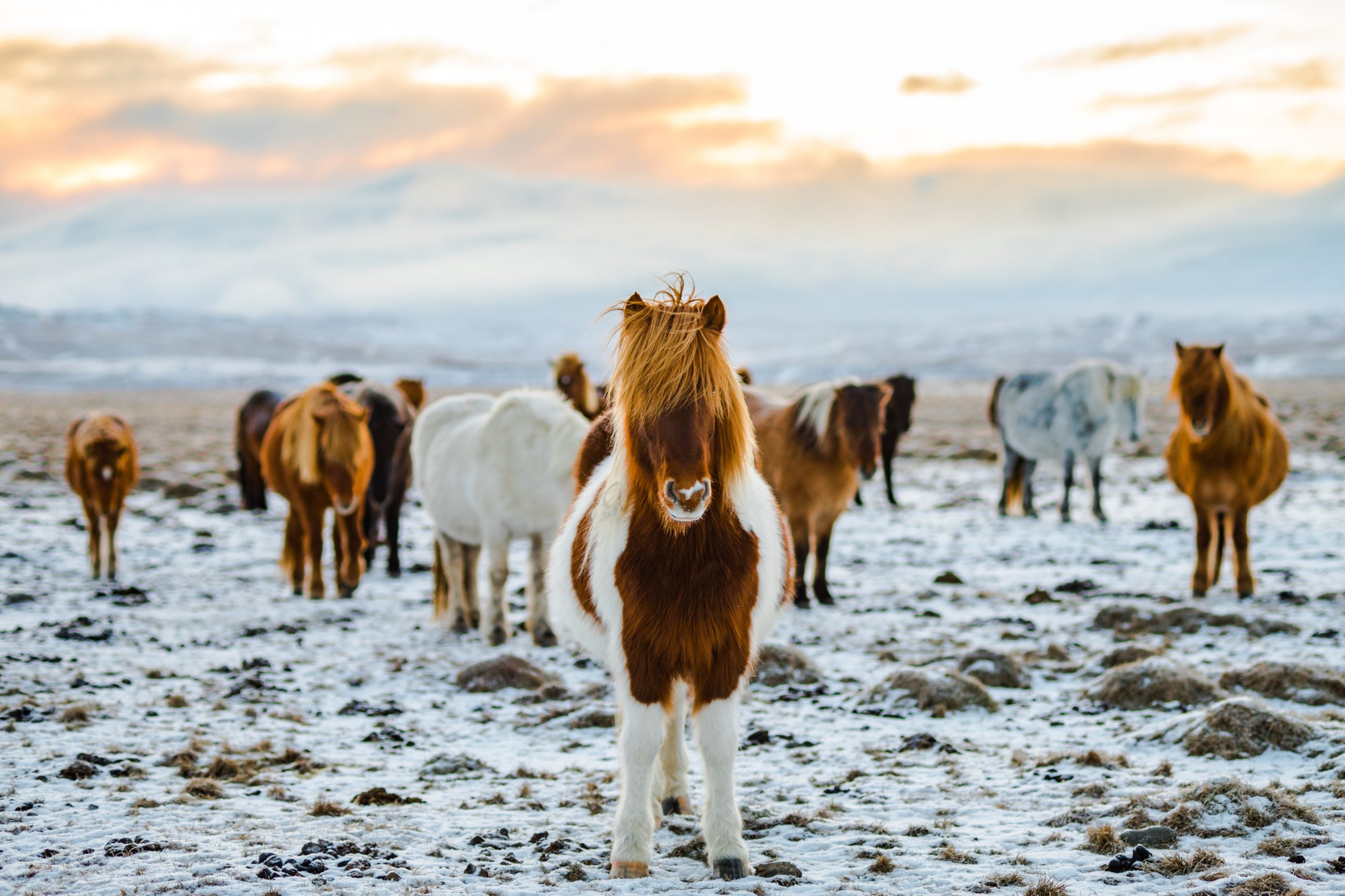 Pferde in Island